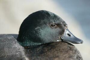 Paradies Shelduck im Neu Neuseeland foto