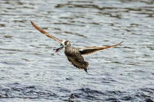 rosaohrig Ente im Australien foto