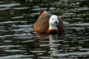 Paradies Shelduck im Neu Neuseeland foto