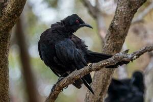 weißflügelig chough im Australien foto