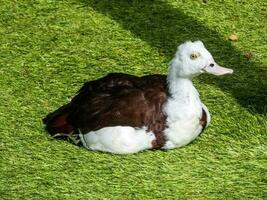 Radjah Shelduck im Australien foto