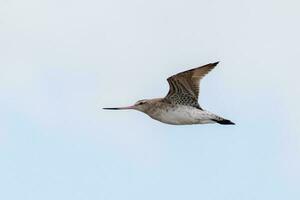 Bar-Tailed Pate im Australien foto