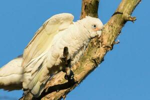 wenig corella im Australien foto