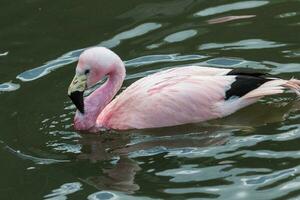 andean Rosa Flamingo foto