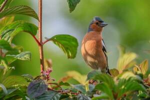 verbreitet Buchfink Vogel foto