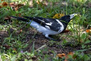 gescheckt Metzgervogel im Australien foto