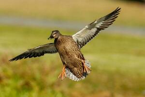 verbreitet Stockente Ente foto