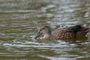 australasiatisch Löffelente Ente foto