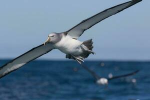 Salvins mollymawk Albatros foto