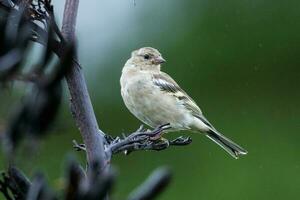 verbreitet Buchfink Vogel foto