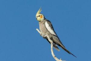 Nymphensittich im Australien foto