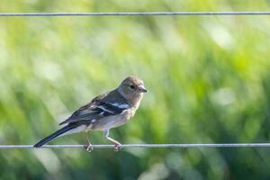 verbreitet Buchfink Vogel foto