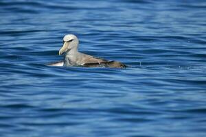 Salvins mollymawk Albatros foto