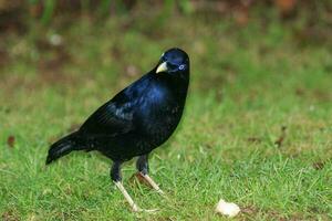 Satin- Laubvogel im Australien foto