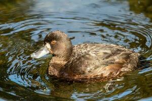 Neu Neuseeland bergen Ente foto