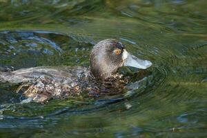 Neu Neuseeland bergen Ente foto