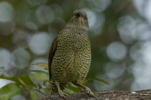 Satin- Laubvogel im Australien foto