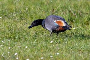 Paradies Shelduck im Neu Neuseeland foto