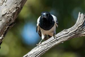 gescheckt Metzgervogel im Australien foto