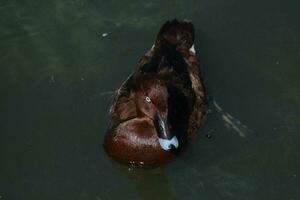 Hartkopf Ente im Australien foto