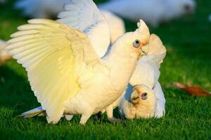 wenig corella im Australien foto