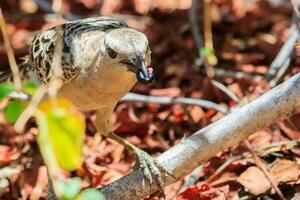 großartig Laubvogel im Australien foto