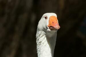 Graugans Gans im Australien foto