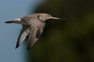 Bar-Tailed Pate im Australien foto