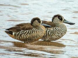 rosaohrig Ente im Australien foto