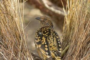 Western Laubvogel im Australien foto