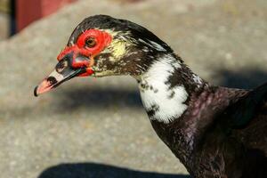 Muscovy Ente im Australien foto