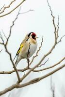 europäisch Stieglitz Vogel foto