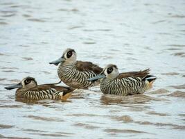 rosaohrig Ente im Australien foto