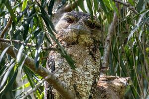 Papua Froschmaul im Australien foto