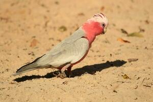 Galah Kakadu im Australien foto