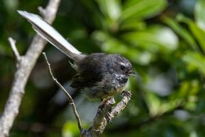 piwakawaka Neu Neuseeland Fantail foto