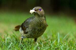 Satin- Laubvogel im Australien foto