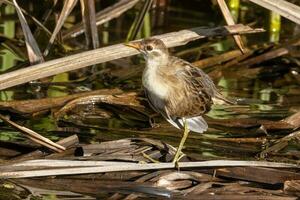 weißbraun Crake im Australien foto