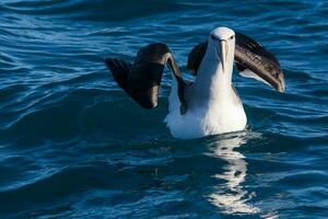 Salvins mollymawk Albatros foto