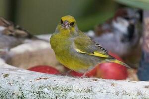 europäisch Grünfink Vogel foto