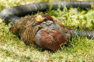 verbreitet Bronzeflügel im Australien foto