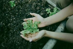 Hände von jung Farmer Frau schützen frisch Grüner Salat Gemüse beim Garten. Inhaber klein Geschäft Unternehmer organisch Gemüse Bauernhof und gesund Essen Konzept. Pflanzen auf das Boden. oben Sicht. foto