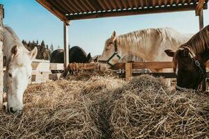 auf ein Pferd Bauernhof, Auswahl und Zucht von Pferde zum Reiten und Rennen foto