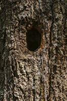 ein hohl im ein Baum Kofferraum zum ein Specht und ein Eichhörnchen - - Wald Tier Haus foto