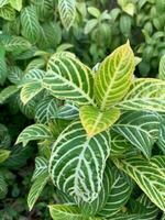 Gelb Grün Blätter von Zebra Pflanze oder Sanchezia speciosa leonard wie Hintergrund foto