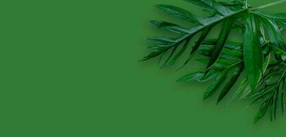 Blatt von Phak Naam Lasia Spinosa eine Pflanze der Familie Araceae auf grünem Hintergrund