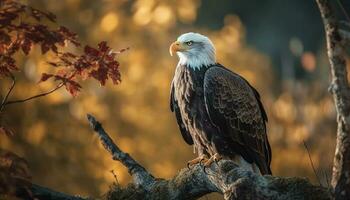das majestätisch kahl Adler sich niederlassen auf ein Zweig, Aufpassen Ruhe generiert durch ai foto