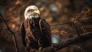 majestätisch kahl Adler sich niederlassen auf Zweig, Fokus auf Vordergrund generiert durch ai foto