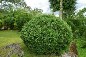 Grün runden gestalten Sträucher Busch Pflanze Hintergrund, Thuja Occidentalis foto