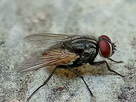 Erwachsene Haus fliegen von das Spezies Musca domestica foto